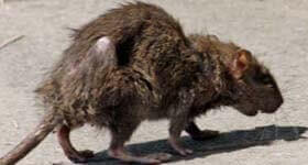 Dedetizadora de Ratos